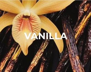 Collection image for: Vanilla