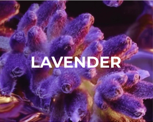 Collection image for: Lavender