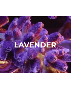 Collection image for: Lavender